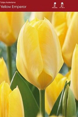 Yellow Empress