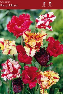 Mixed Parrot Tulips