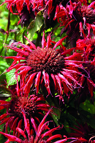 Monarda