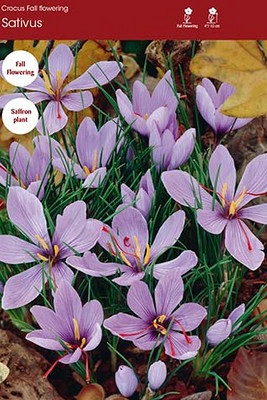 sativus