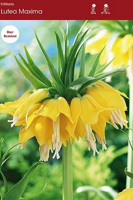 Lutea