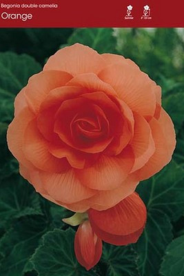 Double Camelia Orange