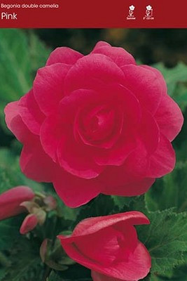 Double Camelia Pink