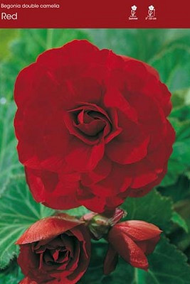 Double Camelia Red