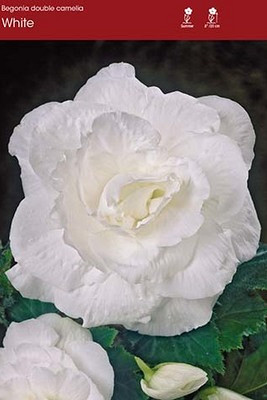 Double Camelia White