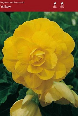 Double Camelia Yellow