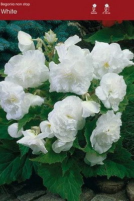 Pendula White