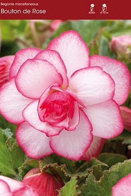 Bouton de Rose