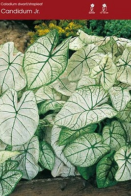 Caladium