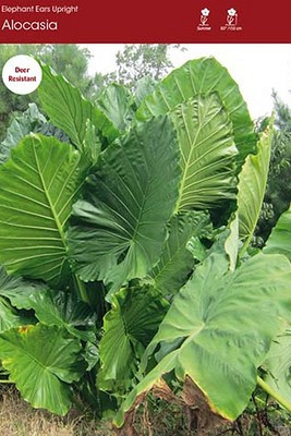 Alocasia