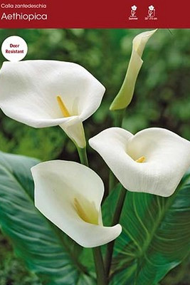 Calla (Zantedeschia)