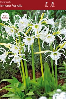 Ismene (Hymenocallis)