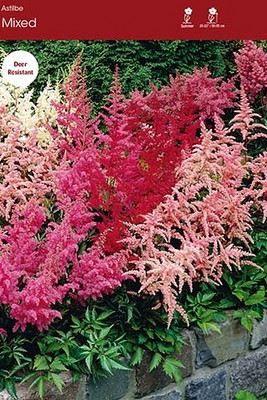 Mixed Astilbe