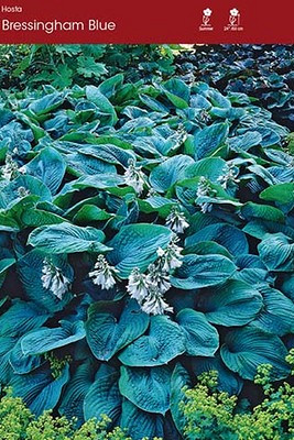 Bressingham Blue