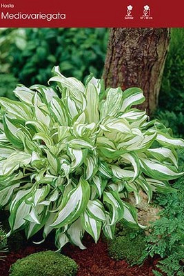 mediovariegata