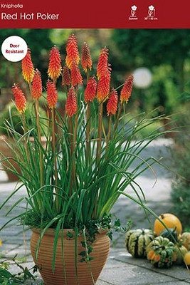 Red Hot Poker
