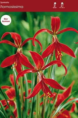 Sprekelia