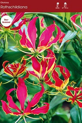 Gloriosa