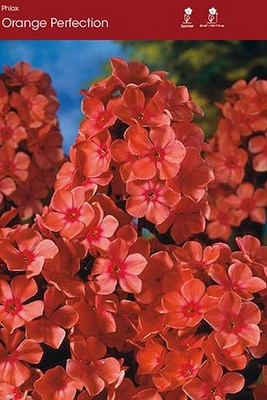 Orange Perfection