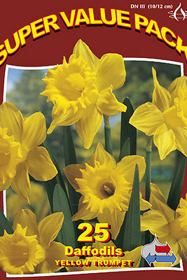 Yellow Daffodils 10x25