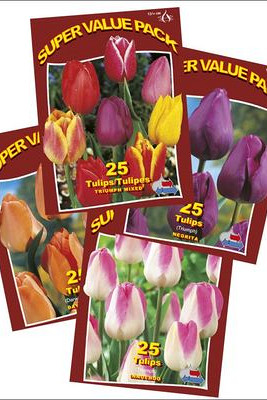 Assortment Triumph 5x4x25