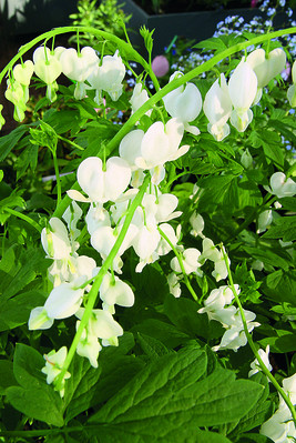 Spectabilis Alba