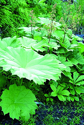 Rodgersia