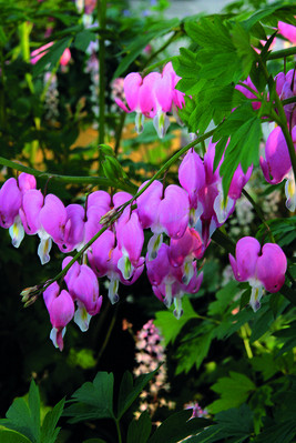 Spectabilis