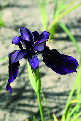 Iris (Perennial)