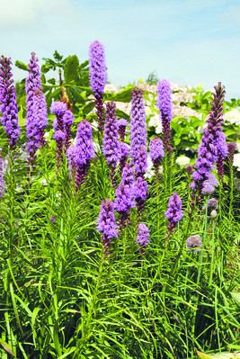 Liatris