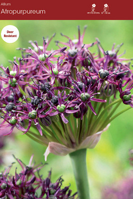 atropurpureum