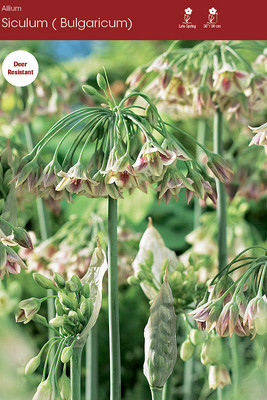 siculum Bulgaricum