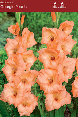 Georgia Peach