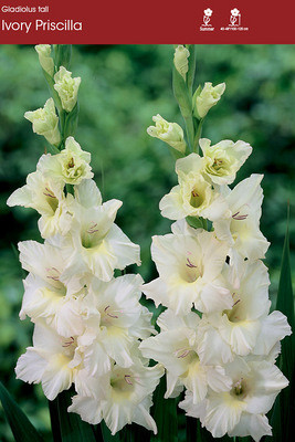 Ivory Priscilla