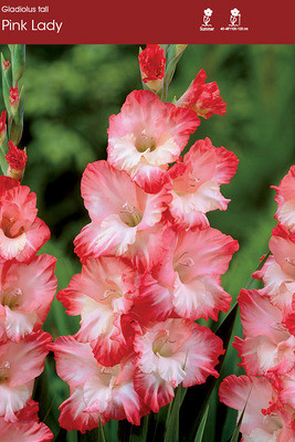 Pink Lady