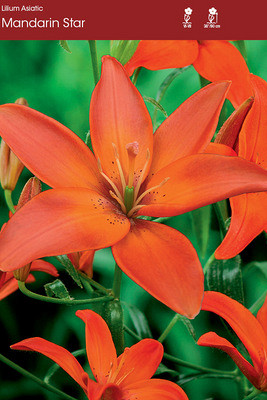 Mandarin Star