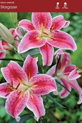 Stargazer