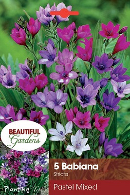 Stricta Mixed
