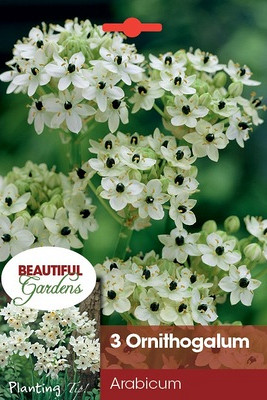 Ornithogalum