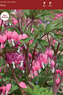 Spectabilis
