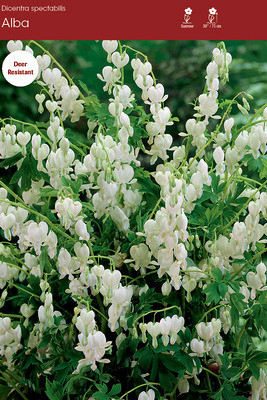 Spectabilis Alba