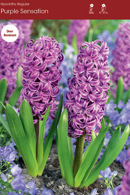 Purple Sensation