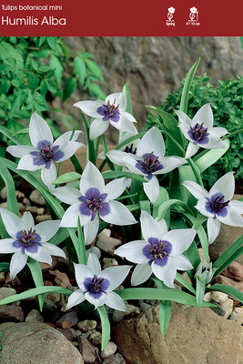 Humilis Alba