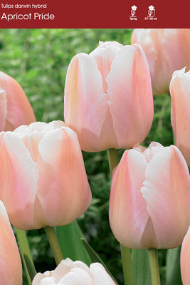Apricot Pride