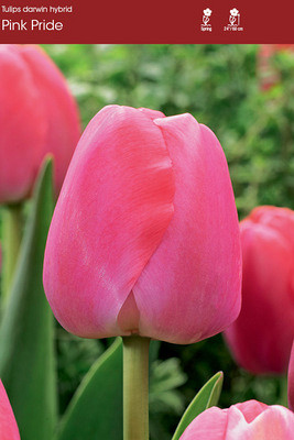 Pink Pride