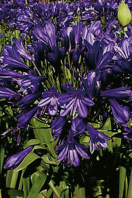 Blue Velvet (x 25)