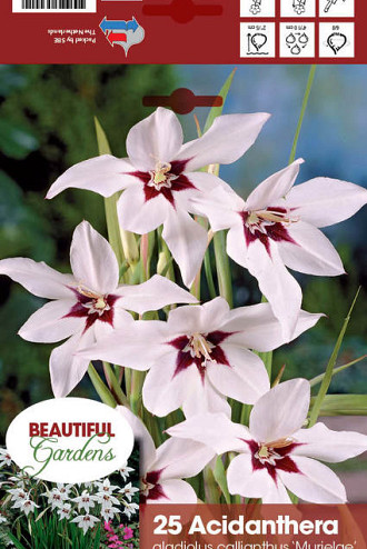 Specialty Bulbs Prepacked