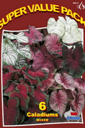 Caladium Mixed 20x6