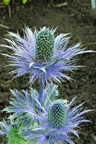 Eryngium