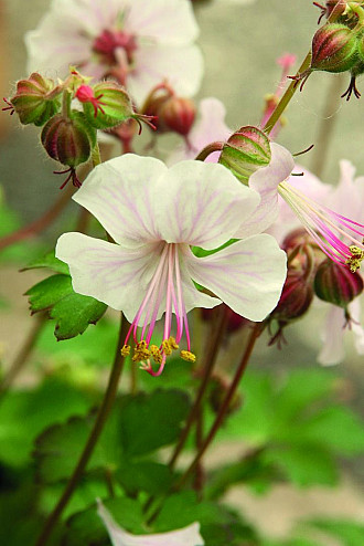 Geranium